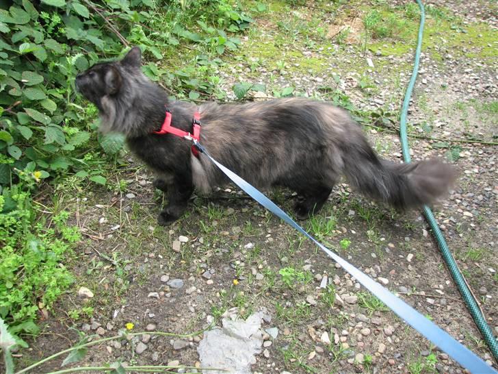 Norsk Skovkat DK Babette´s Tante 1 - Nyt: billede 9