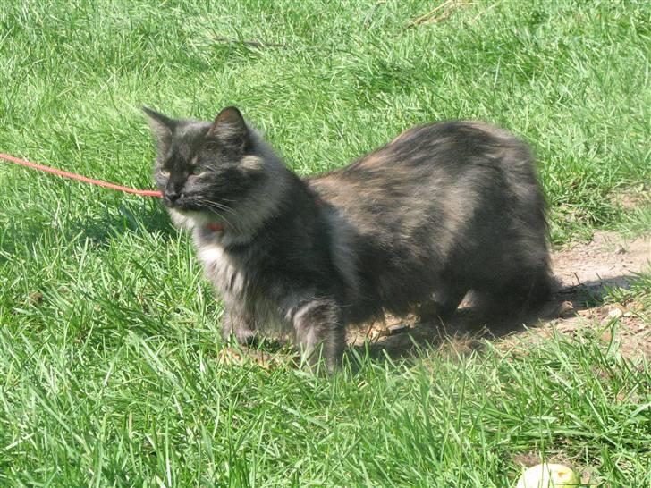 Norsk Skovkat DK Babette´s Tante 1 - Nyt: billede 10