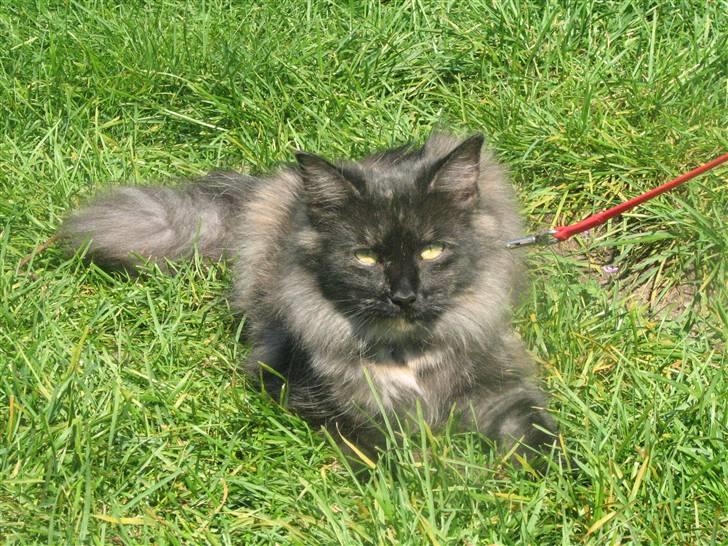 Norsk Skovkat DK Babette´s Tante 1 - Nyt: billede 11