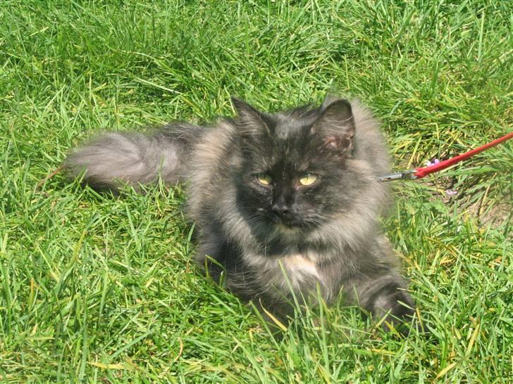 Norsk Skovkat DK Babette´s Tante 1 - Nyt: billede 12