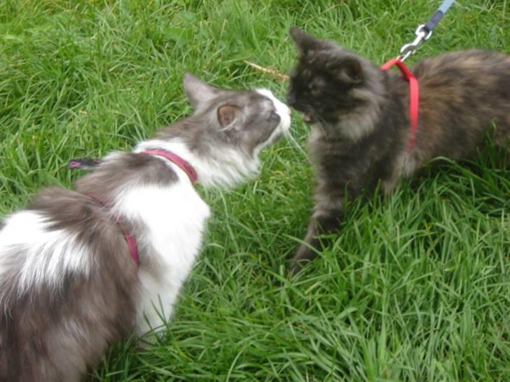 Norsk Skovkat DK Babette´s Tante 1 - Nyt:  Tante og Bestla min søster´s kat billede 13