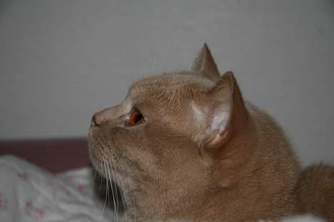 British Shorthair Kasae's Donnovan billede 14