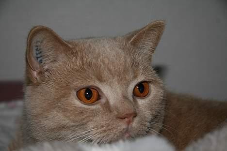 British Shorthair Kasae's Donnovan billede 15