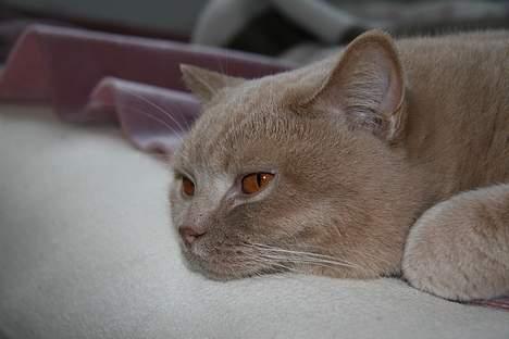 British Shorthair Kasae's Donnovan billede 16