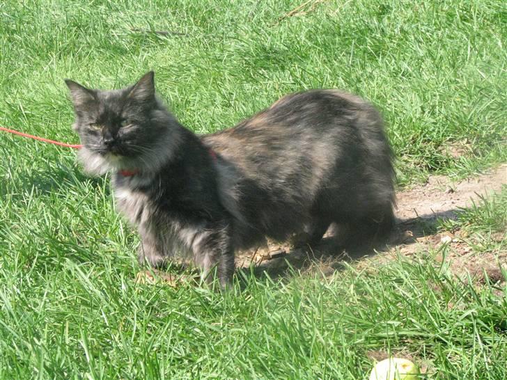 Norsk Skovkat DK Babette´s Tante 1 - Nyt:  billede 14