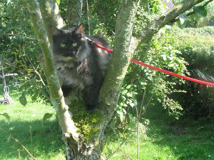 Norsk Skovkat DK Babette´s Tante 1 - Nyt: billede 15