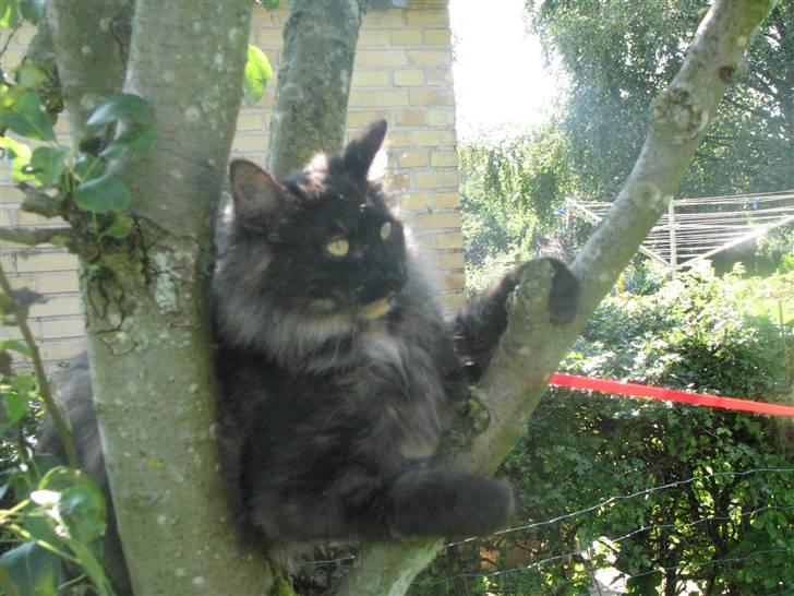 Norsk Skovkat DK Babette´s Tante 1 - Nyt: billede 16