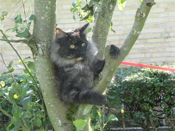 Norsk Skovkat DK Babette´s Tante 1 - Nyt: billede 17