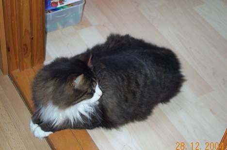 Norsk Skovkat Omalig(Død) - er der nogen billede 1