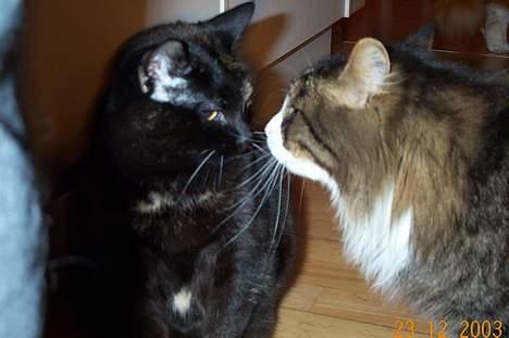 Norsk Skovkat Omalig(Død) - vem er du billede 2