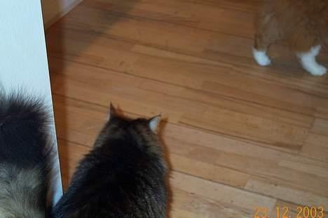 Norsk Skovkat Omalig(Død) - der er mad  billede 3