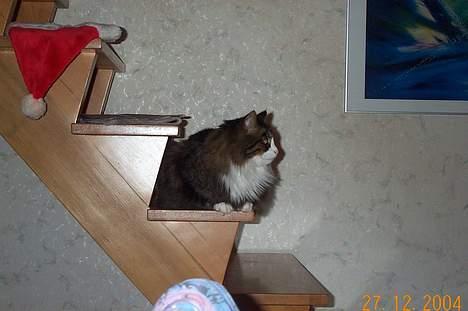 Norsk Skovkat Omalig(Død) - det er spændene billede 4