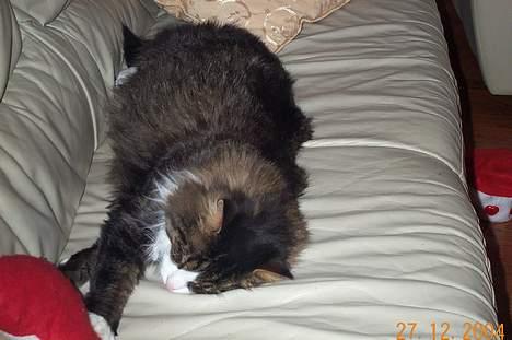 Norsk Skovkat Omalig(Død) - jeg gør mig lige lækker billede 5