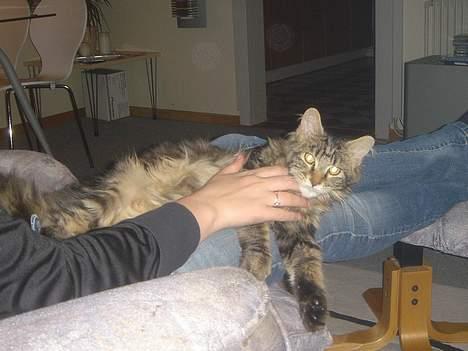 Maine Coon Nicka (DØD) billede 11