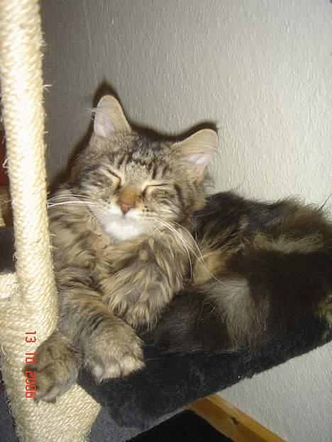 Maine Coon Nicka (DØD) billede 12