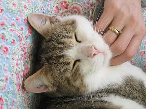 Huskat Oliver R.I.P  billede 6