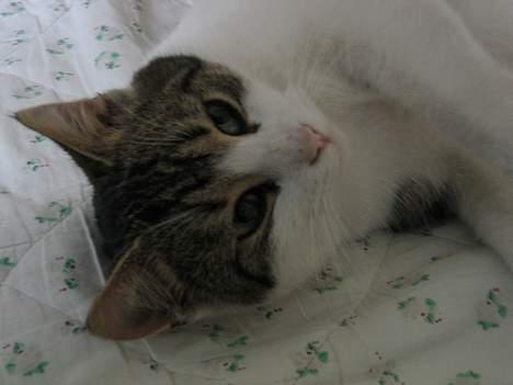 Blanding af racer Angel ' RIP  billede 19