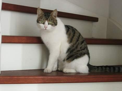 Blanding af racer Angel ' RIP  billede 20