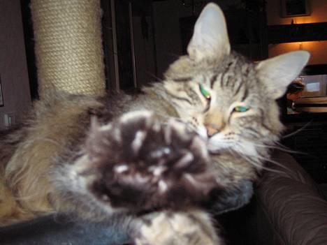 Norsk Skovkat Mi-Chi's Frederik (frede) billede 1