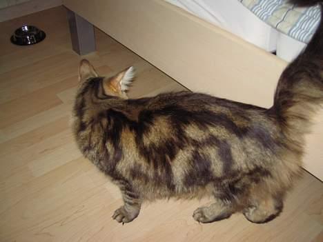 Norsk Skovkat Mi-Chi's Frederik (frede) billede 2