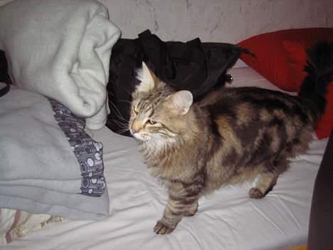 Norsk Skovkat Mi-Chi's Frederik (frede) billede 3