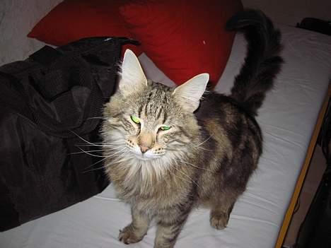 Norsk Skovkat Mi-Chi's Frederik (frede) billede 4