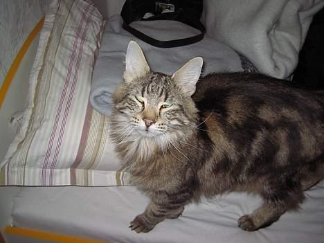 Norsk Skovkat Mi-Chi's Frederik (frede) billede 5