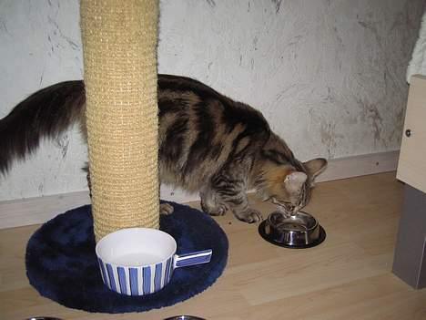 Norsk Skovkat Mi-Chi's Frederik (frede) billede 6