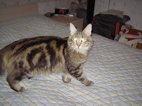 Norsk Skovkat Mi-Chi's Frederik (frede) billede 7