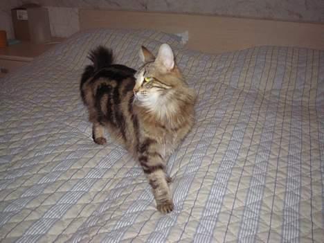 Norsk Skovkat Mi-Chi's Frederik (frede) billede 8