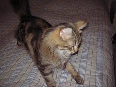 Norsk Skovkat Mi-Chi's Frederik (frede) billede 9