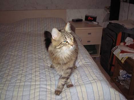 Norsk Skovkat Mi-Chi's Frederik (frede) billede 10