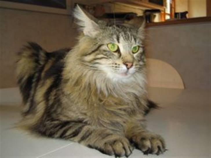 Norsk Skovkat Mi-Chi's Frederik (frede) billede 11