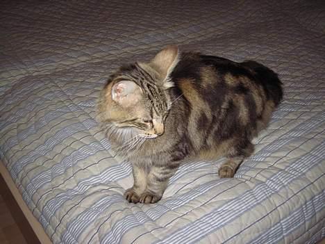 Norsk Skovkat Mi-Chi's Frederik (frede) billede 12