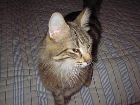 Norsk Skovkat Mi-Chi's Frederik (frede) billede 13