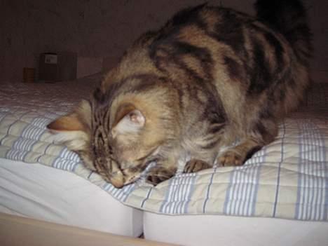 Norsk Skovkat Mi-Chi's Frederik (frede) billede 14