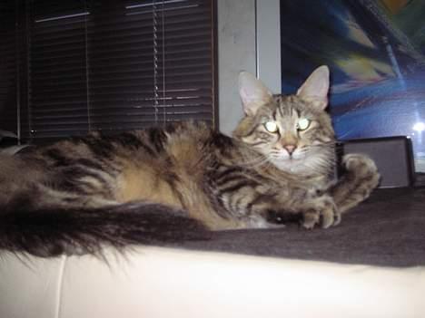 Norsk Skovkat Mi-Chi's Frederik (frede) billede 15