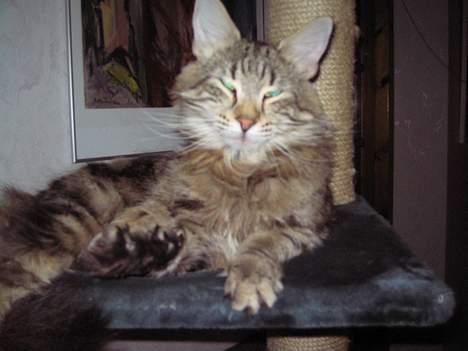 Norsk Skovkat Mi-Chi's Frederik (frede) billede 16