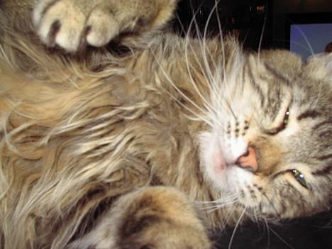 Norsk Skovkat Mi-Chi's Frederik (frede) billede 17