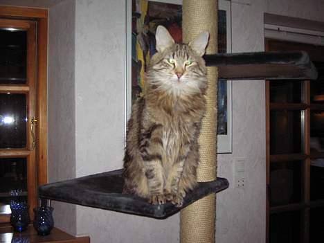 Norsk Skovkat Mi-Chi's Frederik (frede) billede 18