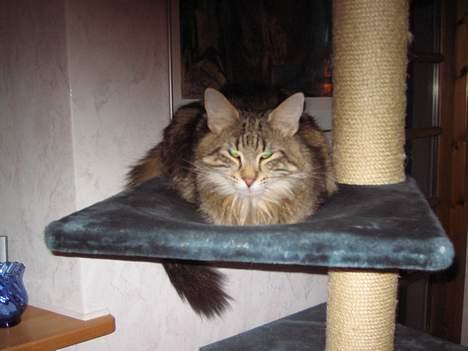 Norsk Skovkat Mi-Chi's Frederik (frede) billede 19