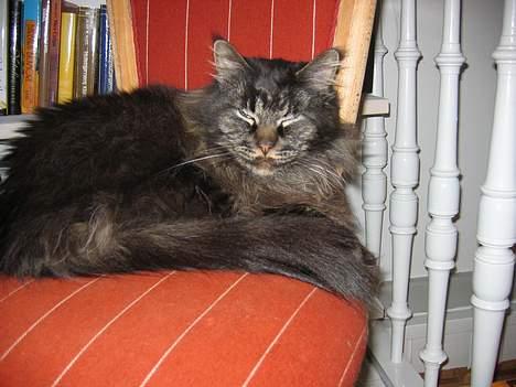 Maine Coon Bailey - godnat ZZZZZZZZZZZZZZZZZZZZZZ ZZZZZZ billede 4