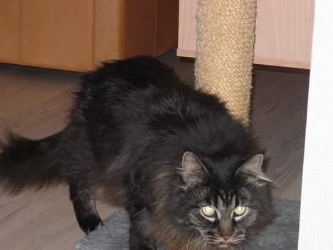 Maine Coon Bailey - ¤hvad er det her lugter af?¤ billede 5