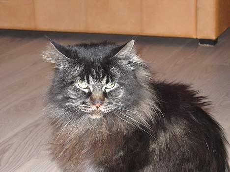 Maine Coon Bailey - ¤uhh hvad sker der nu?¤ billede 6