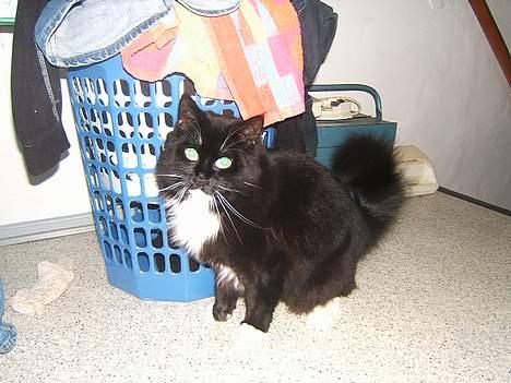 Huskat Fritzzen - Nyt.. 15/12-06 billede 8