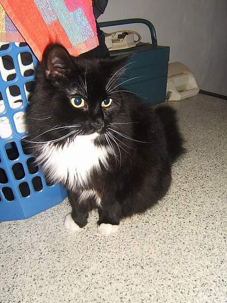 Huskat Fritzzen - Nyt.. 15/12-06 billede 9