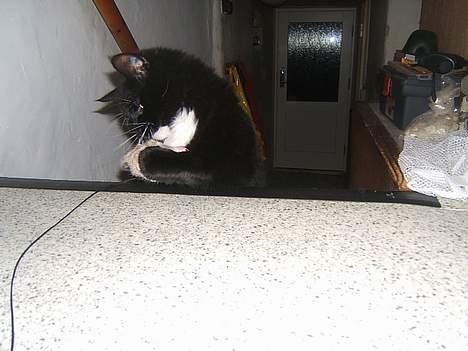 Huskat Fritzzen - grrr.. billede 10