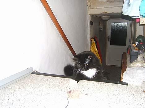 Huskat Fritzzen - hehe.. elsker at lege.. billede 11