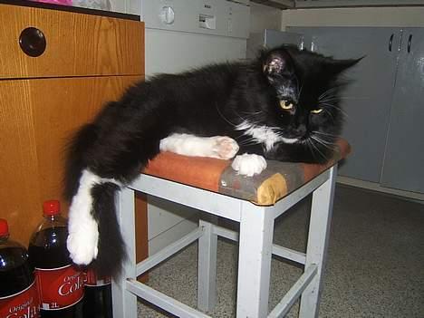 Huskat Fritzzen - skal du ha bank Sofus? billede 12