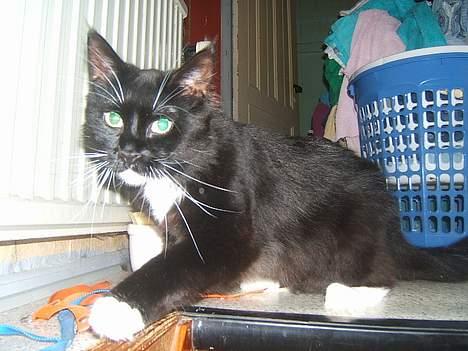 Huskat Fritzzen billede 13